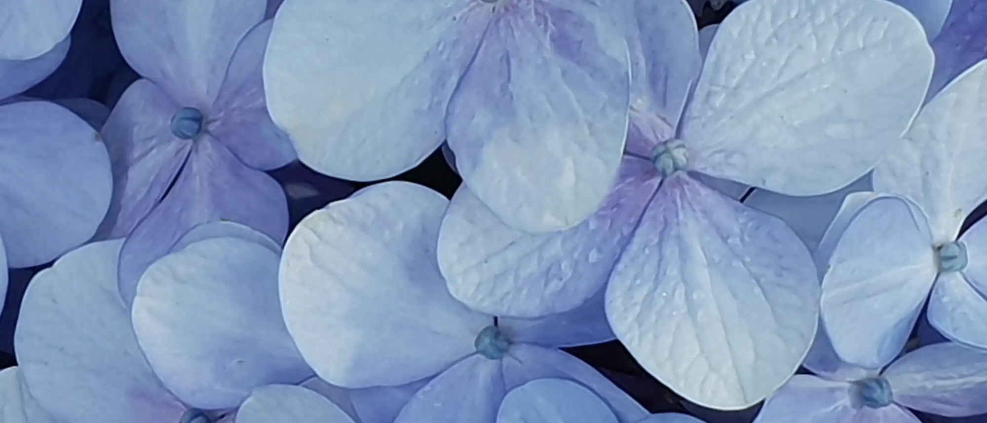 Lei - Donna