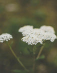 Achillea