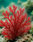 Alga Agar Agar