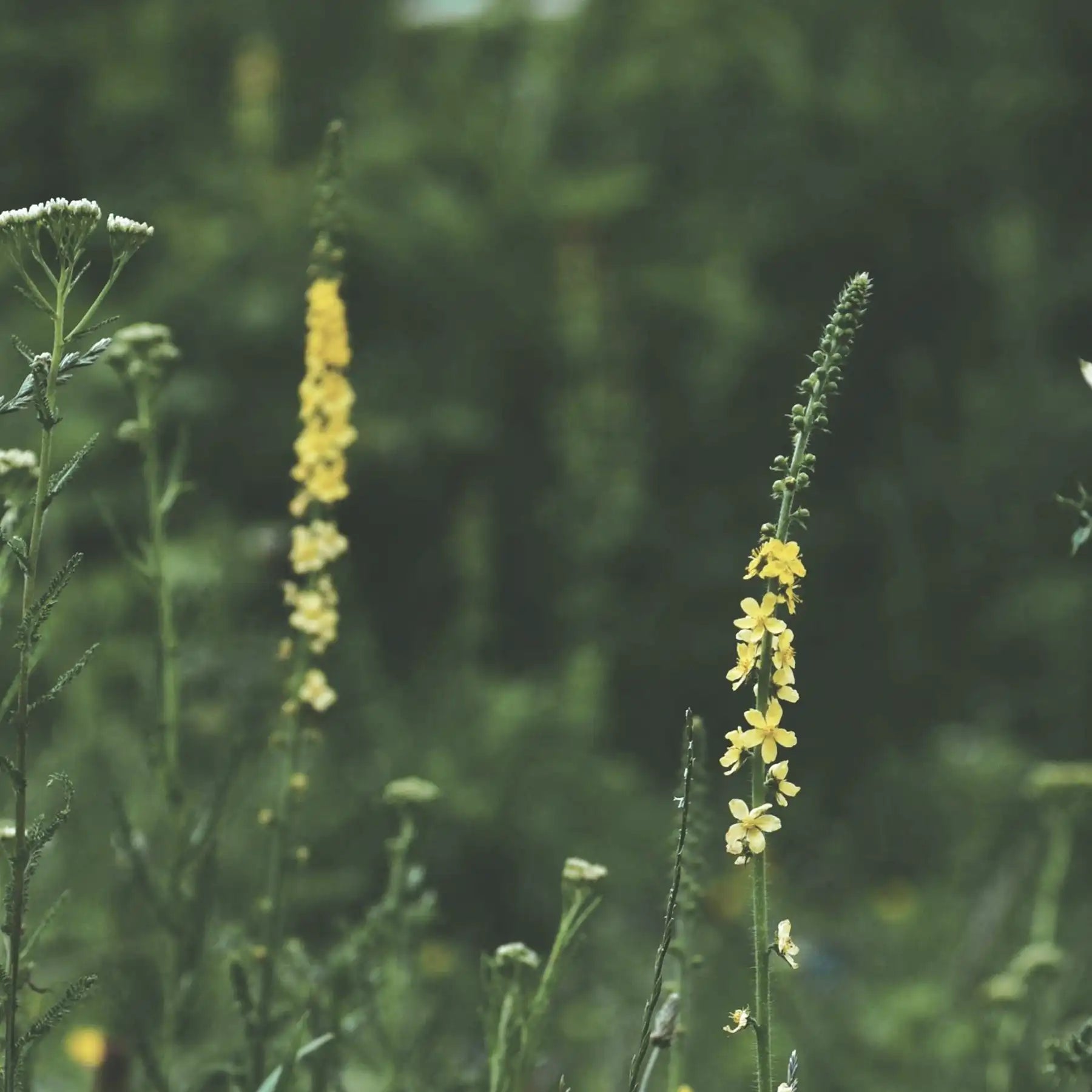 Agrimonia