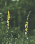 Agrimonia