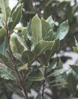 Alloro