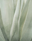 Aloe pianta