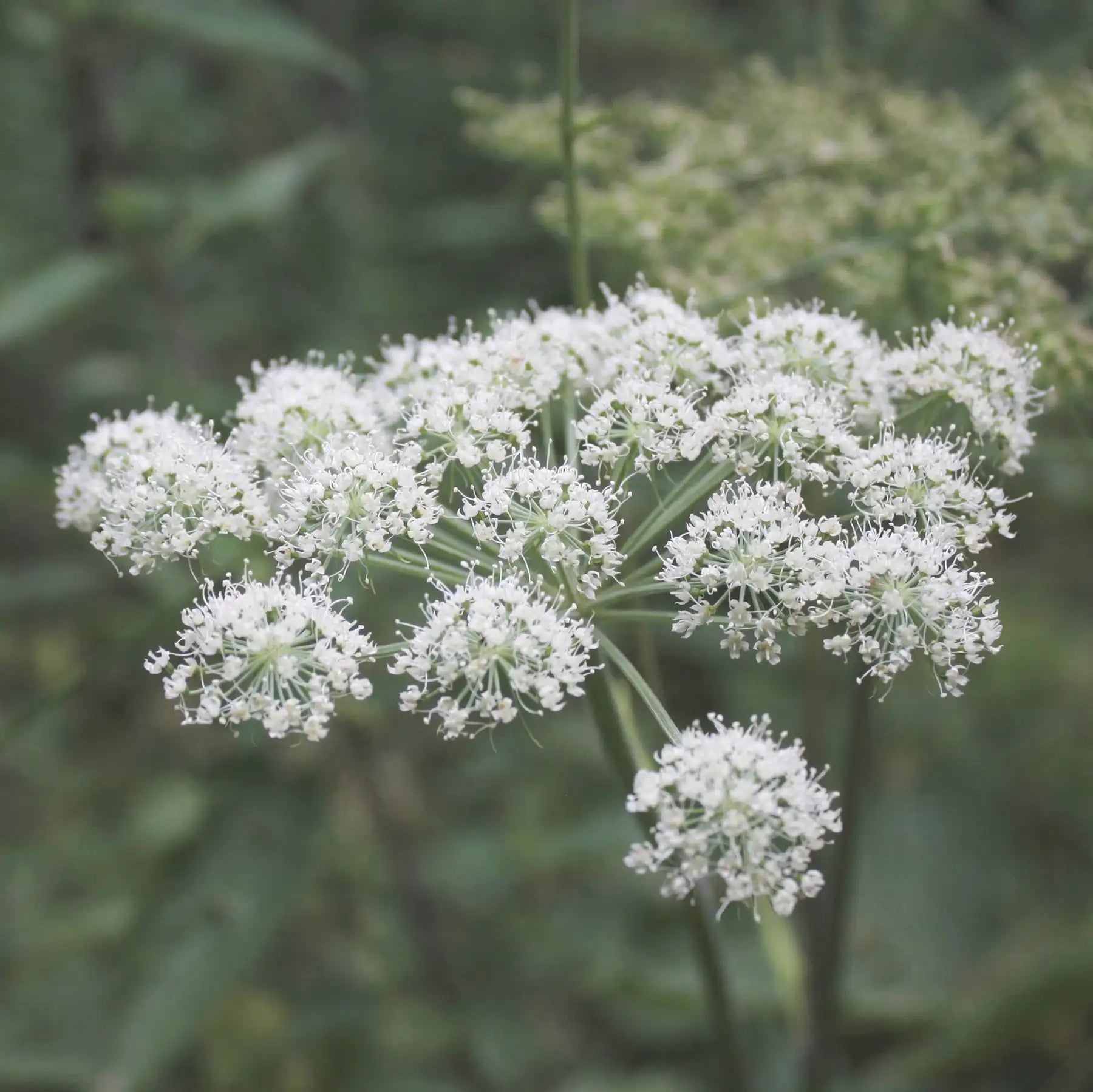 Angelica