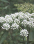 Angelica