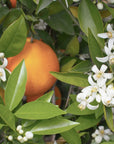 Arancio frutto e fiori
