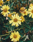 Fiori di Arnica