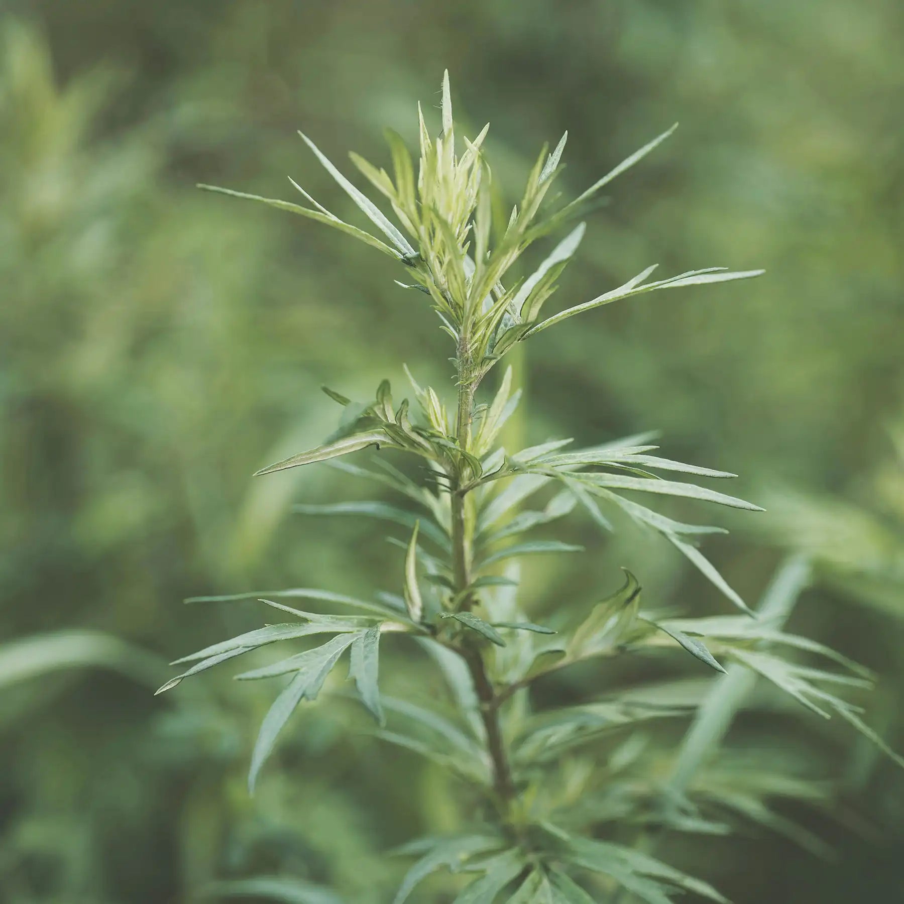 Artemisia volgare