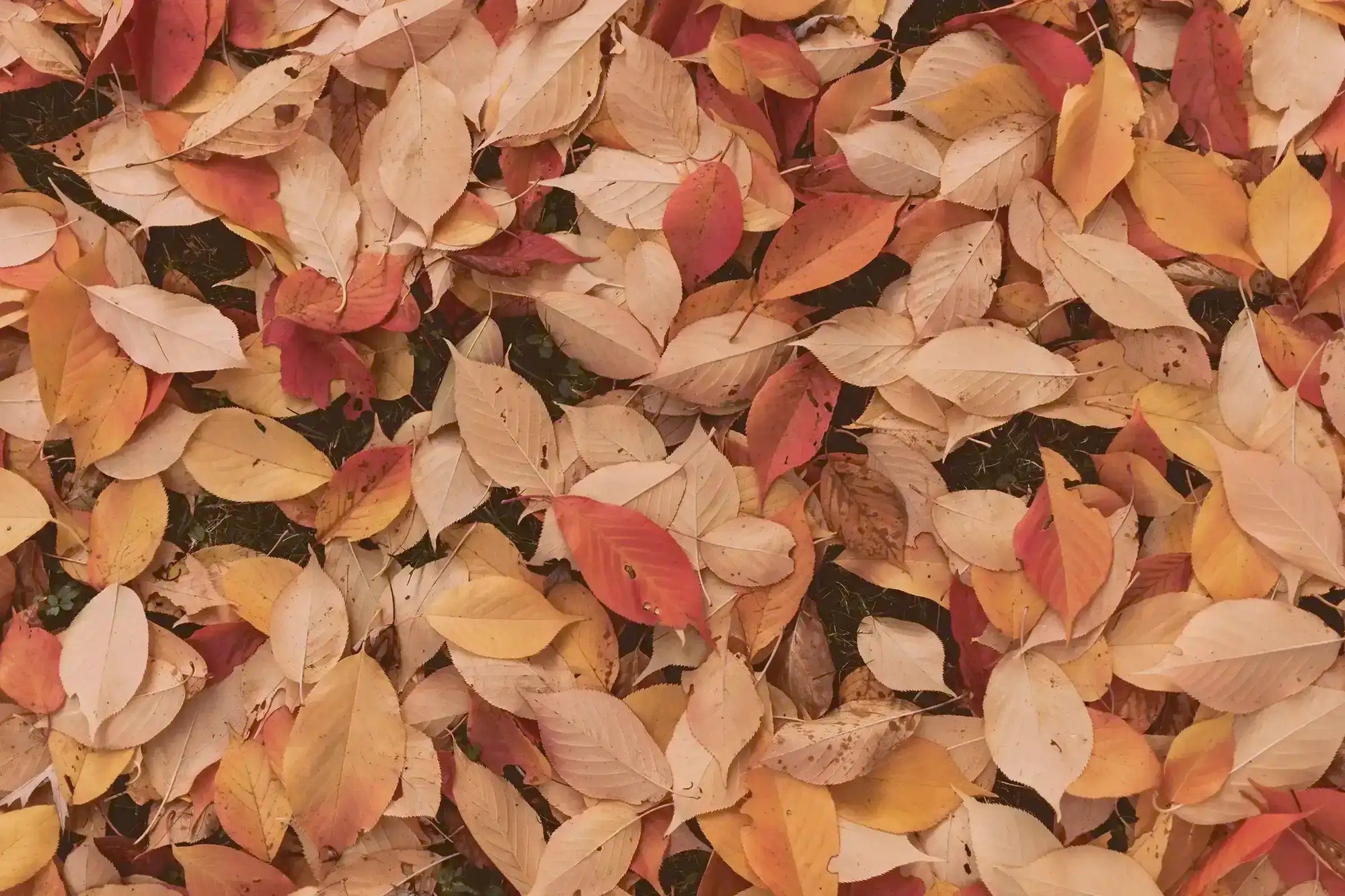 Solimè - Erboristeria, rimedi naturali, cosmetica funzionale - Rimedi naturali autunnali
