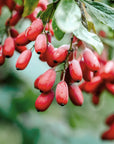 Berberina