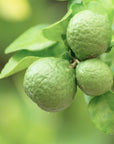 Bergamotto frutti