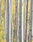 Alberi di Betulla