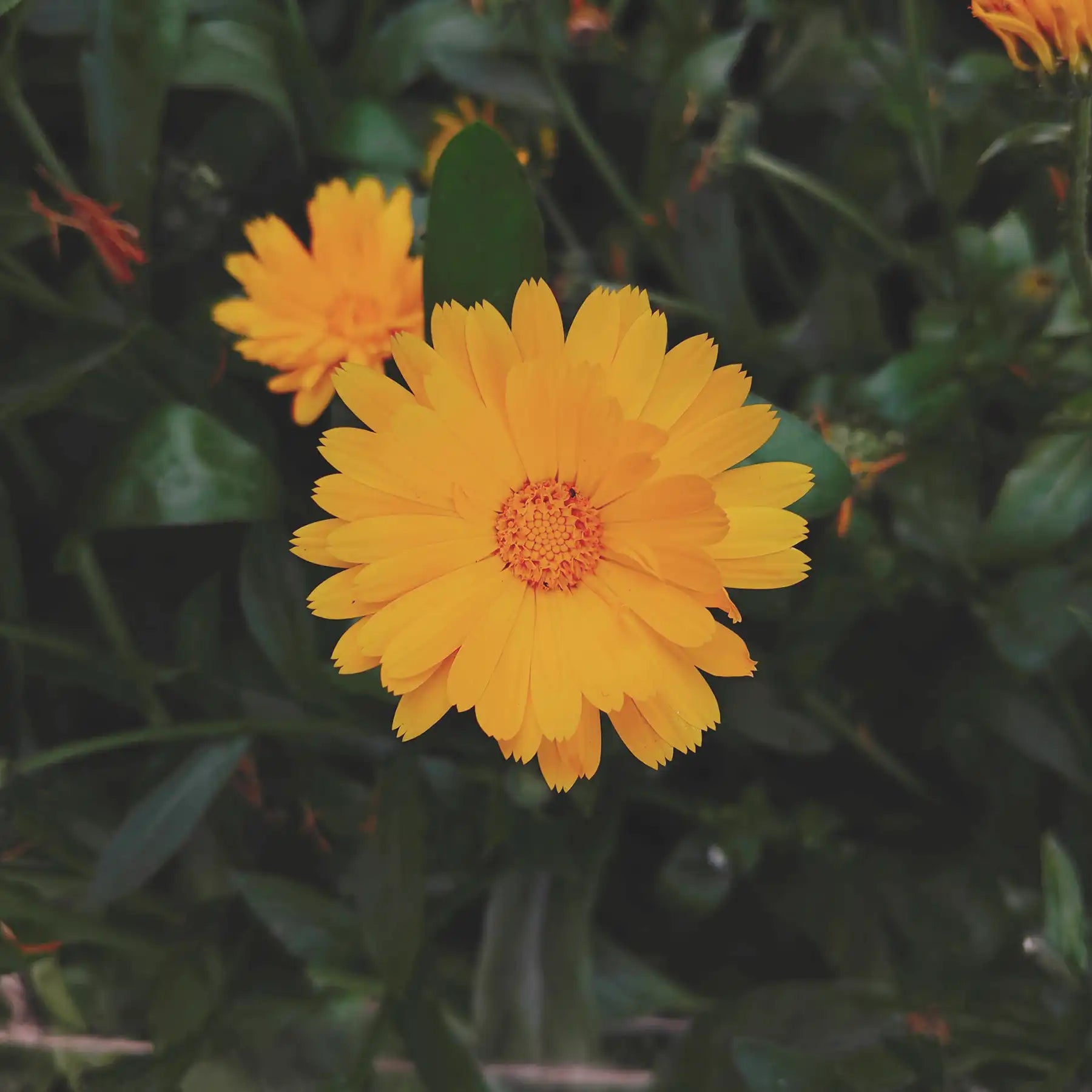 Fiore di Calendula