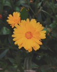 Fiore di Calendula
