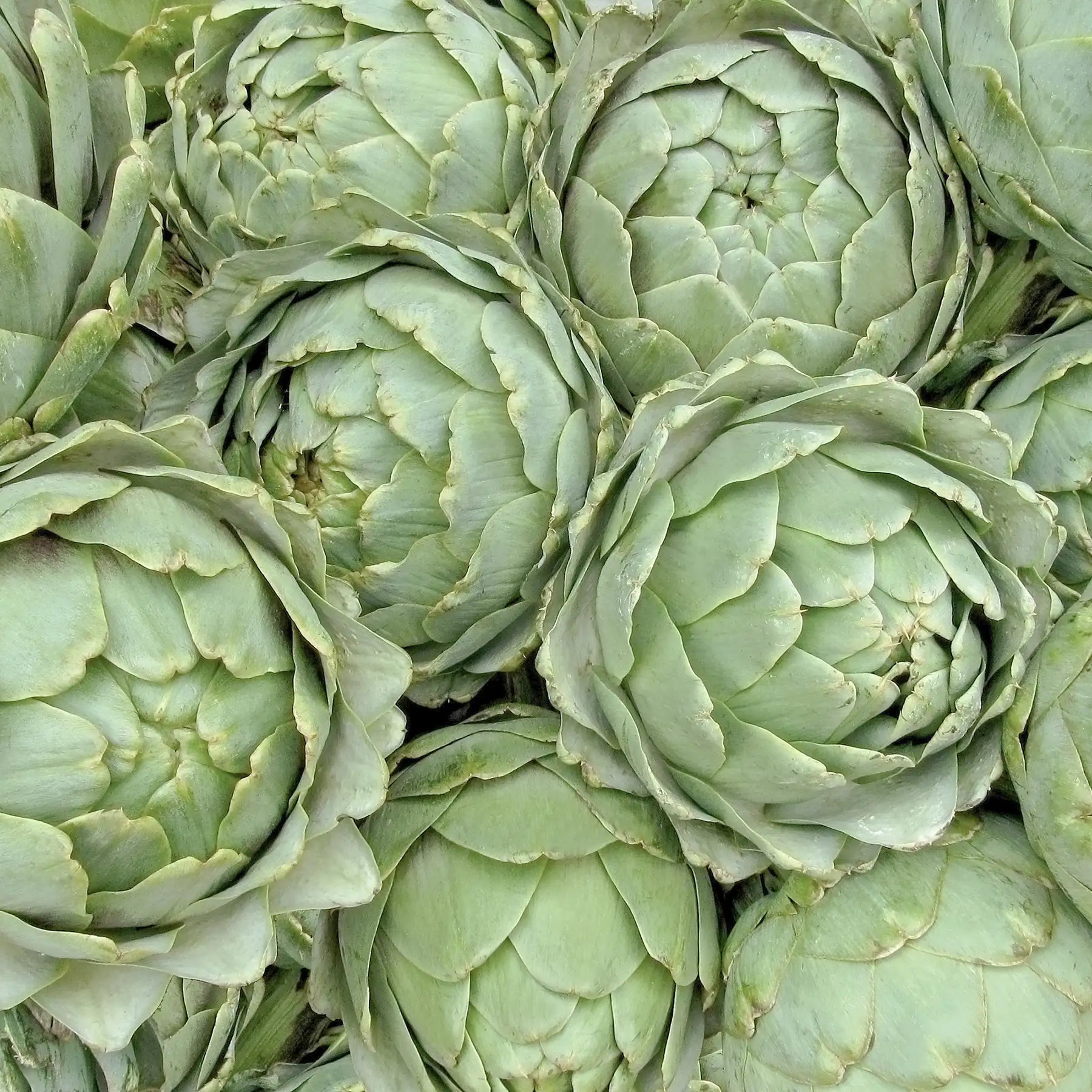 Carciofo