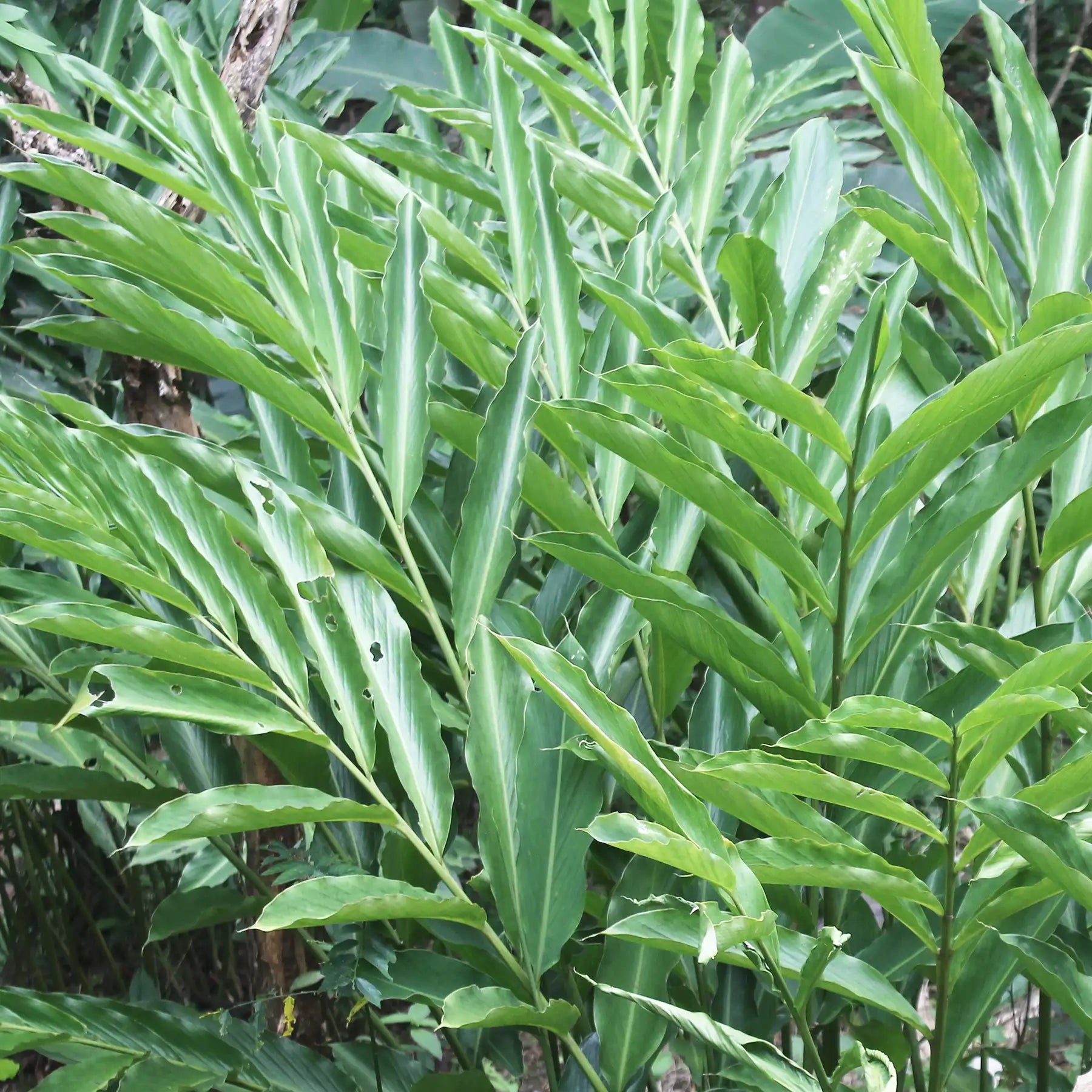 Cardamomo
