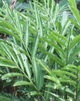 Cardamomo
