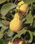 Cedro frutto