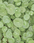 Centella asiatica pianta