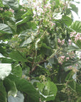 China rossa