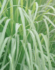 Citronella pianta