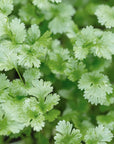 Coriandolo