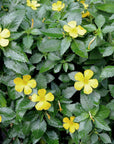 Damiana