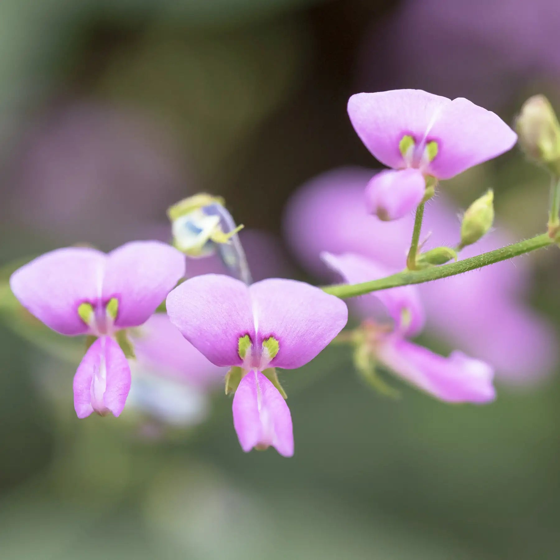 Desmodium