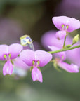 Desmodium