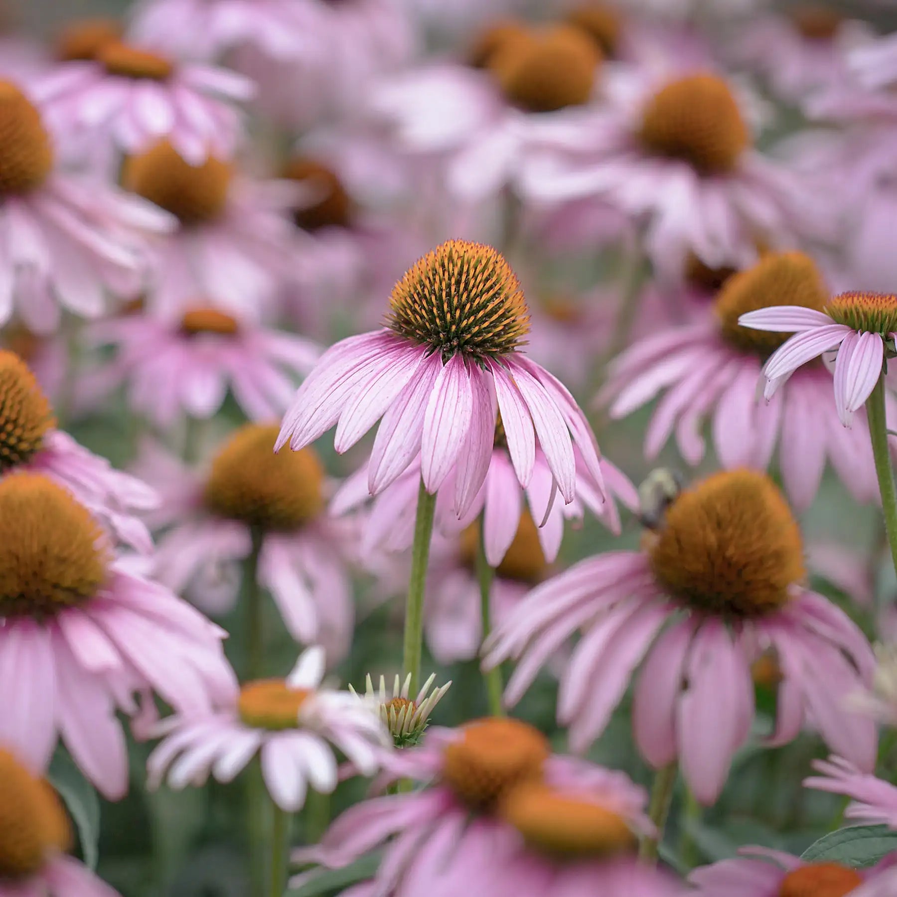 Fiori di Echinacea