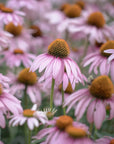Fiori di Echinacea