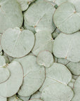 Eucalipto pianta