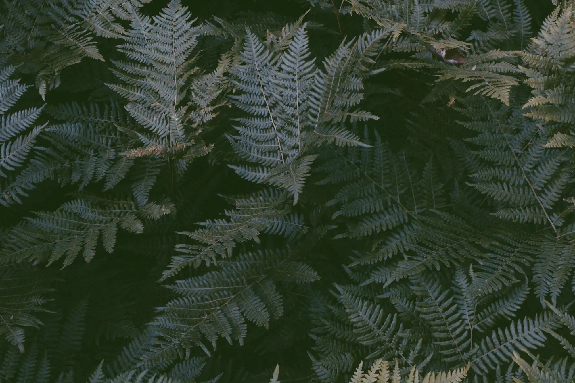 Solimè - Erboristeria, rimedi naturali, cosmetica funzionale