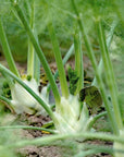 Finocchio