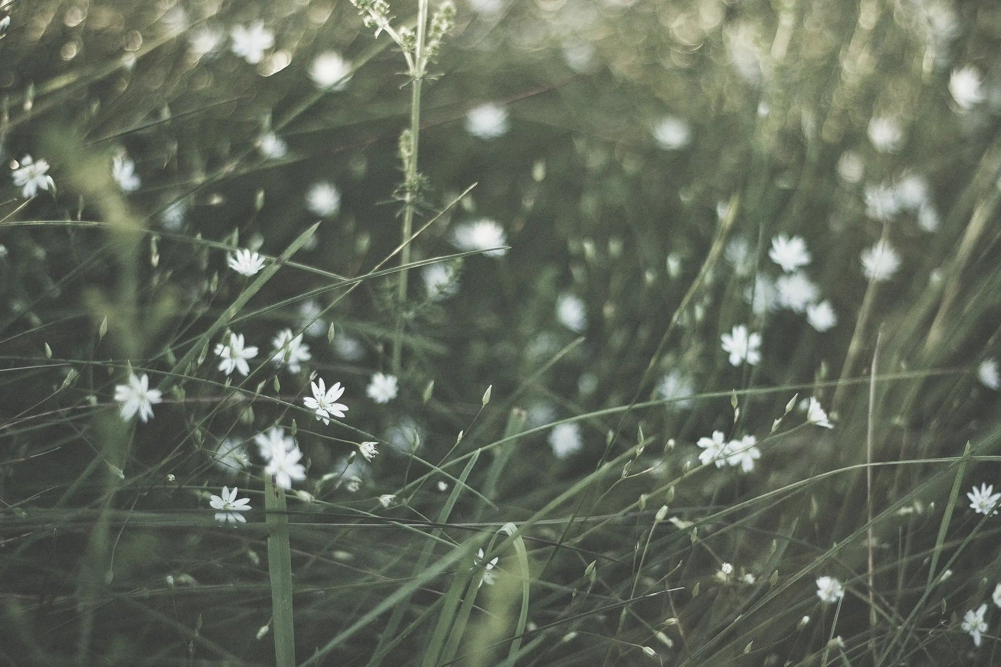 Solimè - Erboristeria, rimedi naturali, cosmetica funzionale