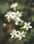 Fiori bianchi