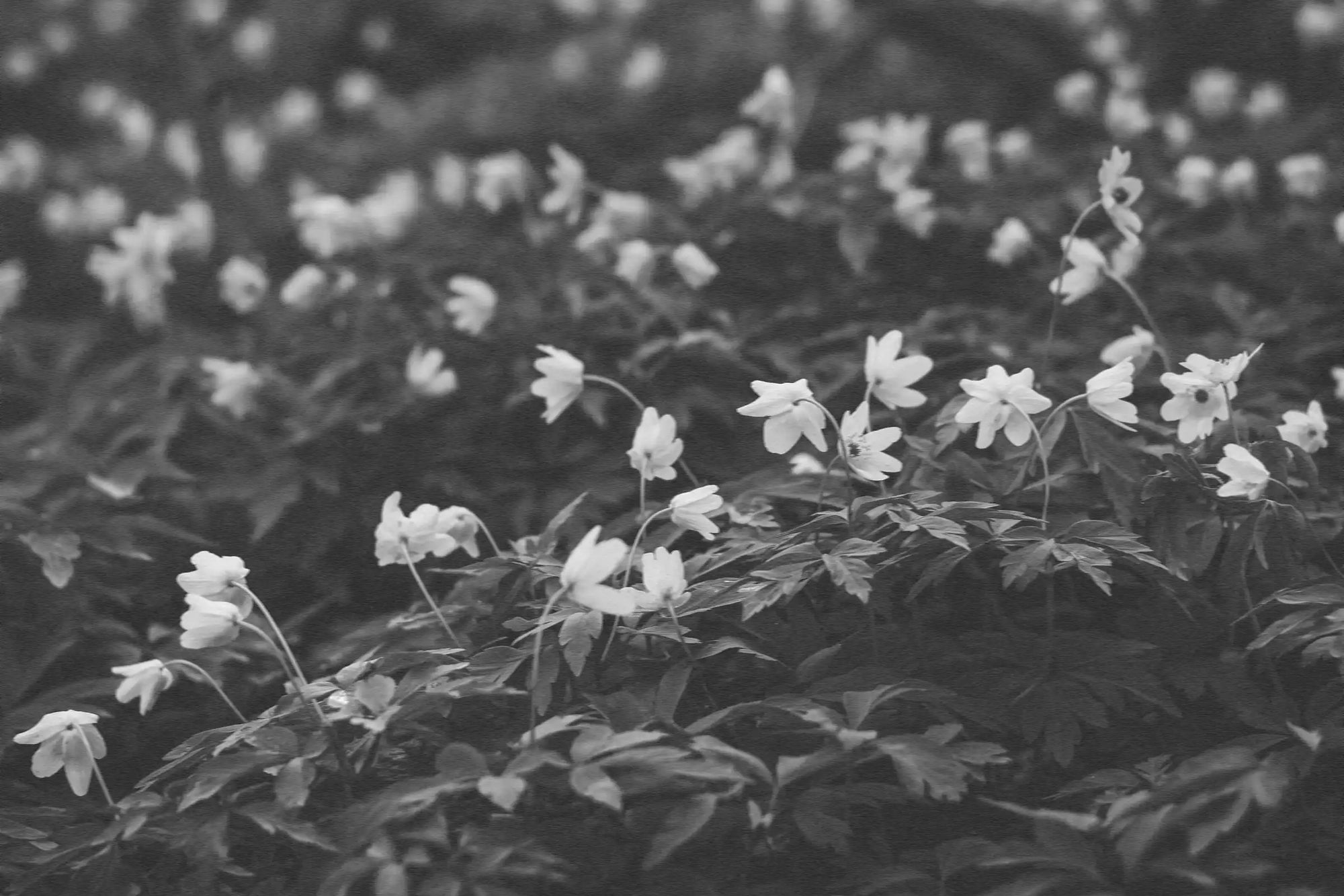 Solimè - Erboristeria, rimedi naturali, cosmetica funzionale