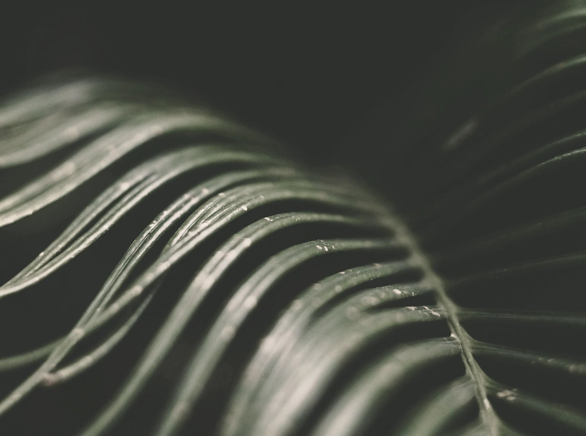 Solimè - Erboristeria, rimedi naturali, cosmetica funzionale