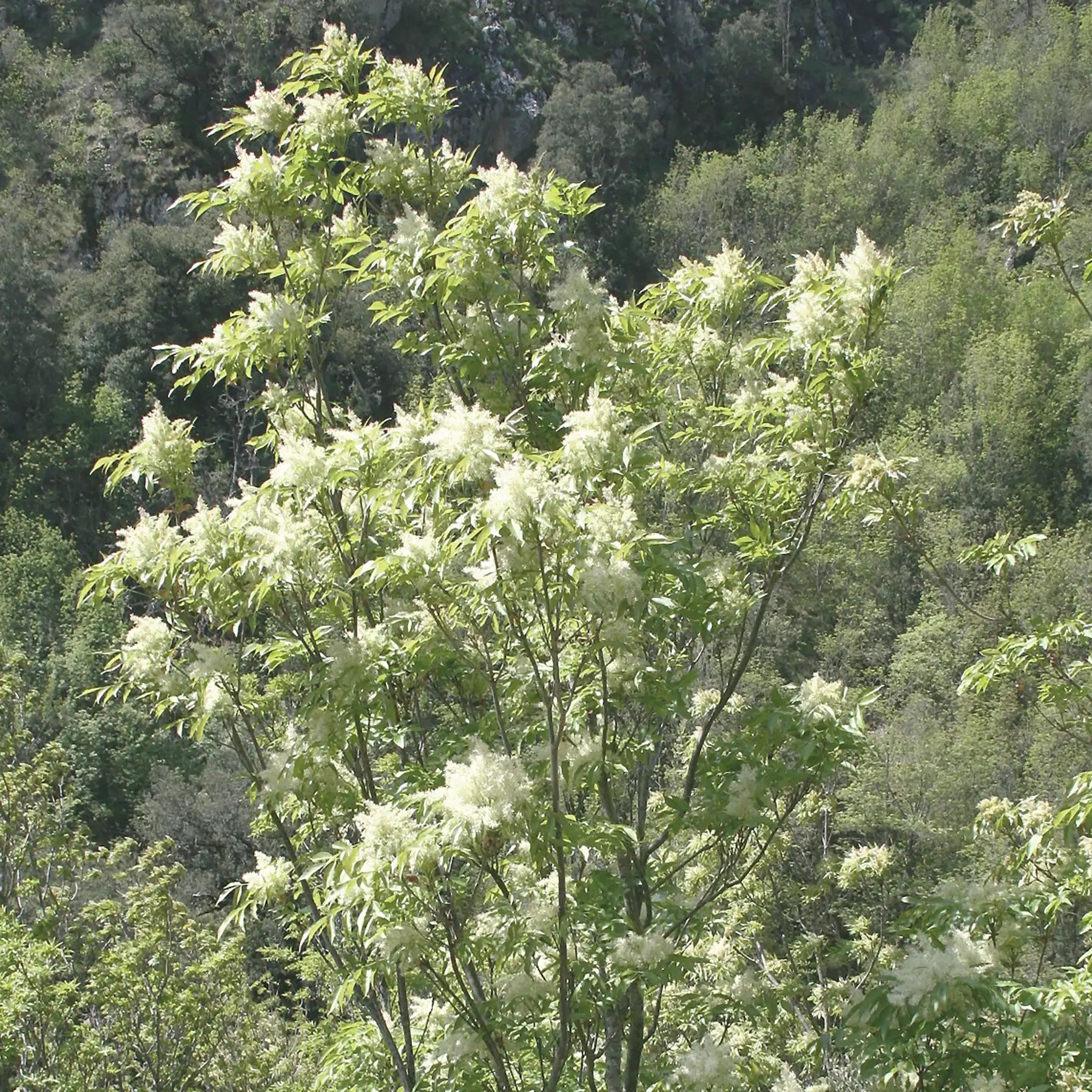 Manna cannoli naturali