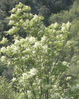 Manna cannoli naturali
