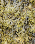 Fucus alga
