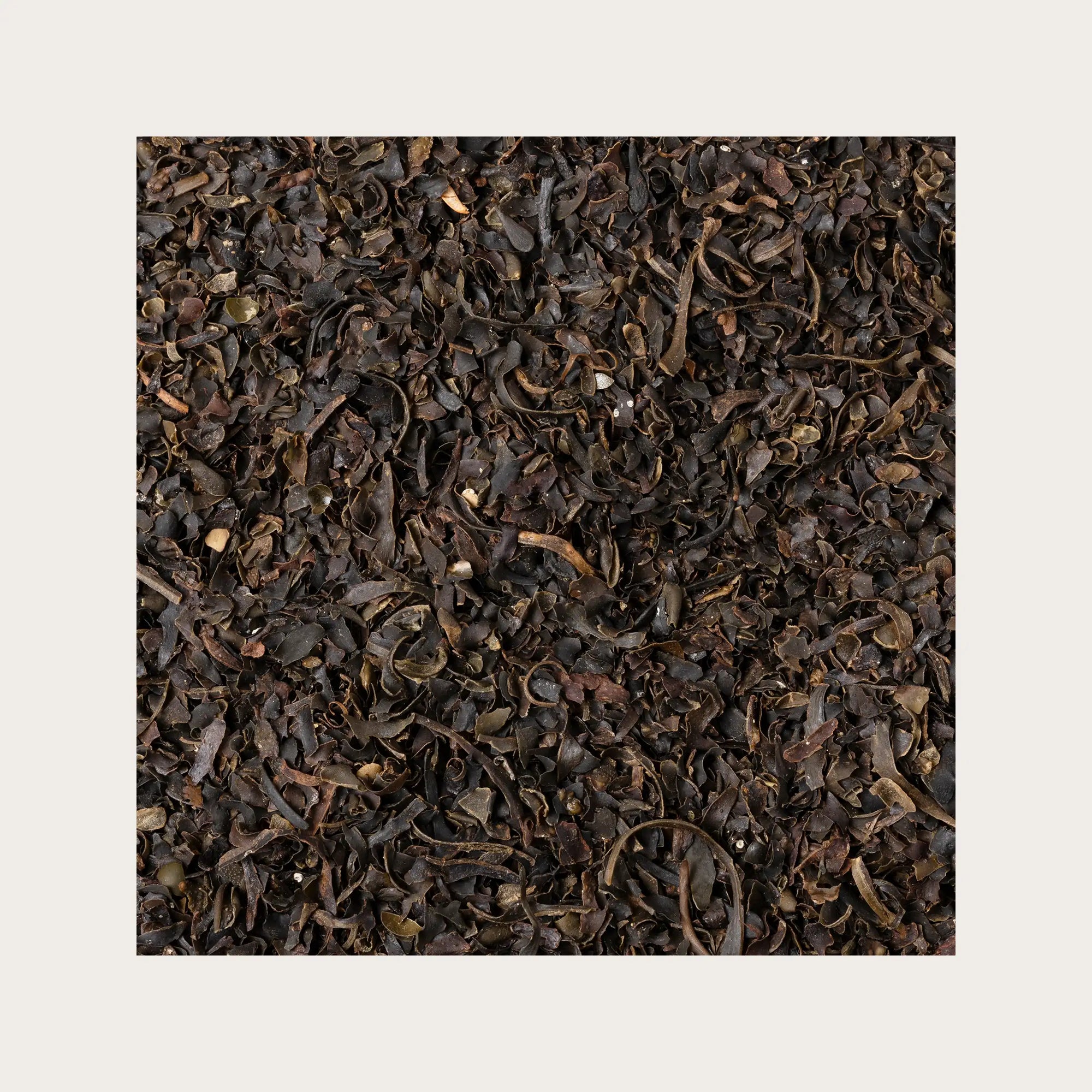 Fucus alga