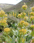 Genziana