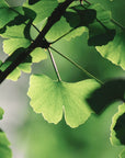 Ginkgo Biloba