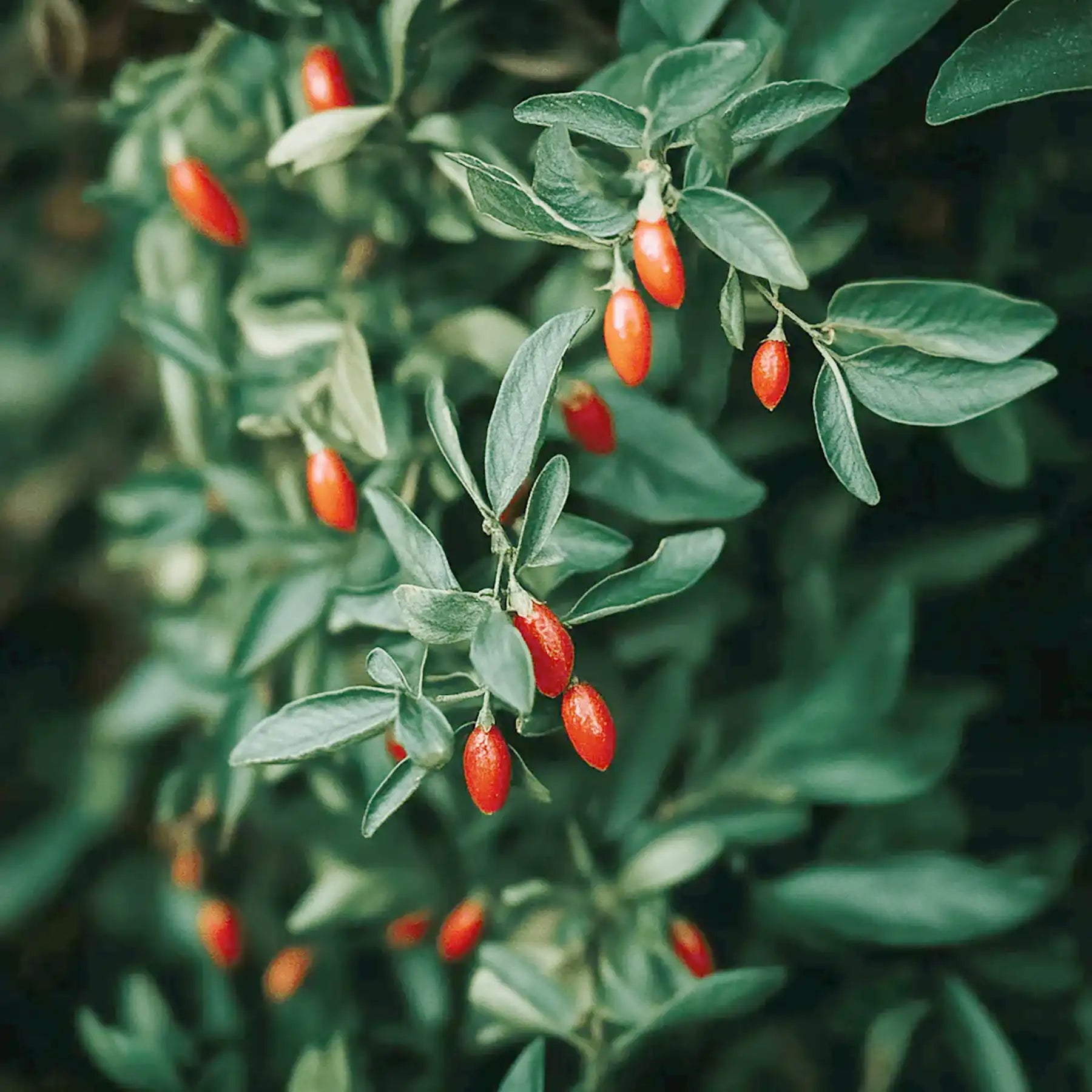 Bacche di Goji
