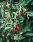 Bacche di Goji