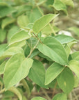 Gymnema