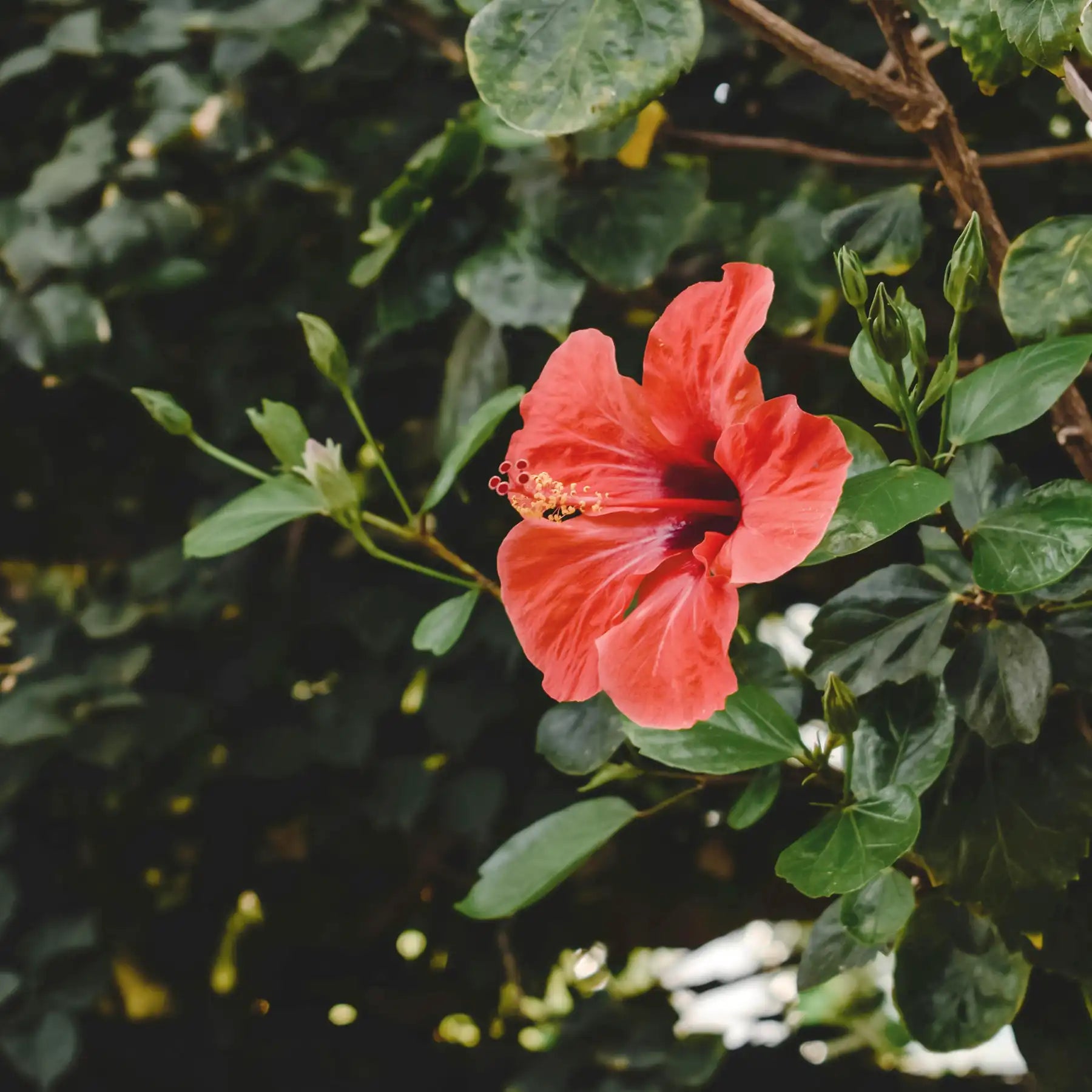 Fiore di Ibisco