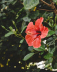 Fiore di Ibisco
