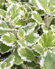 Incenso e Mirra - Face Cream